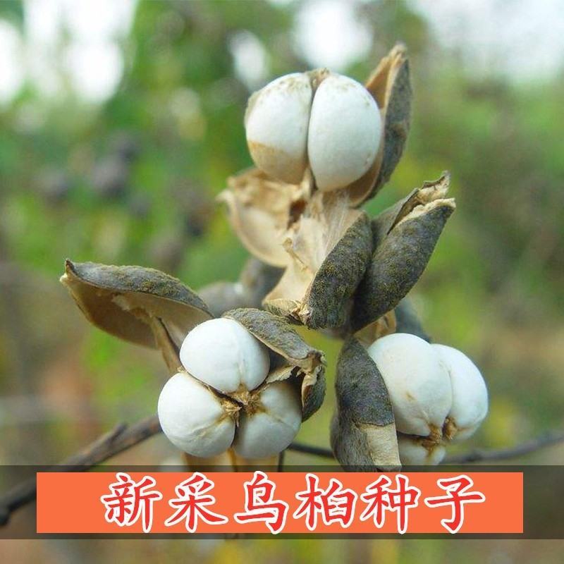 新采乌桕种籽子山乌桕腊子树桕子木子树种子腊子树种子林木包