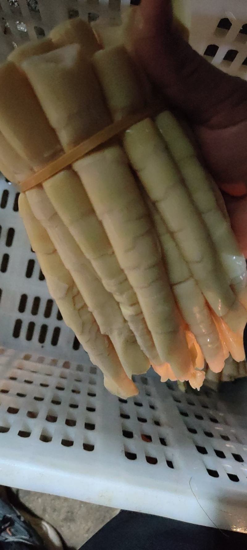 竹笋
