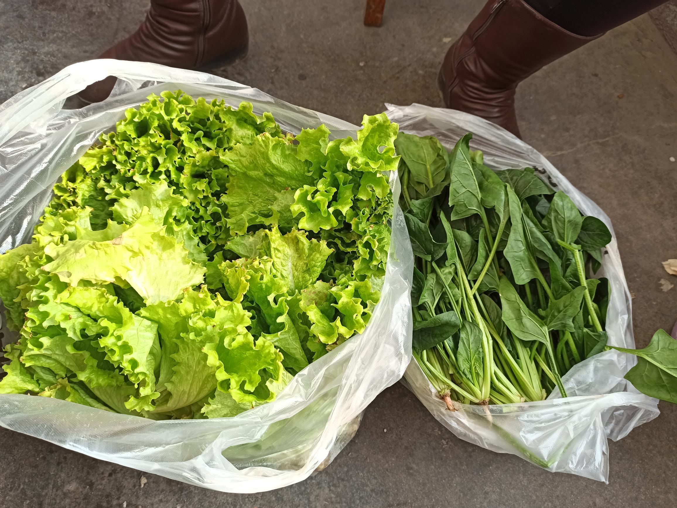 生菜沙拉与菠菜炒蛋的对比图