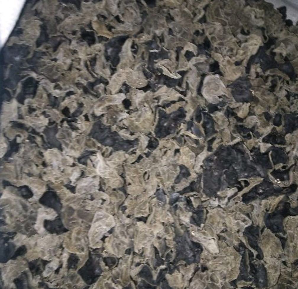 秋木耳与常规木耳干品对比特写
