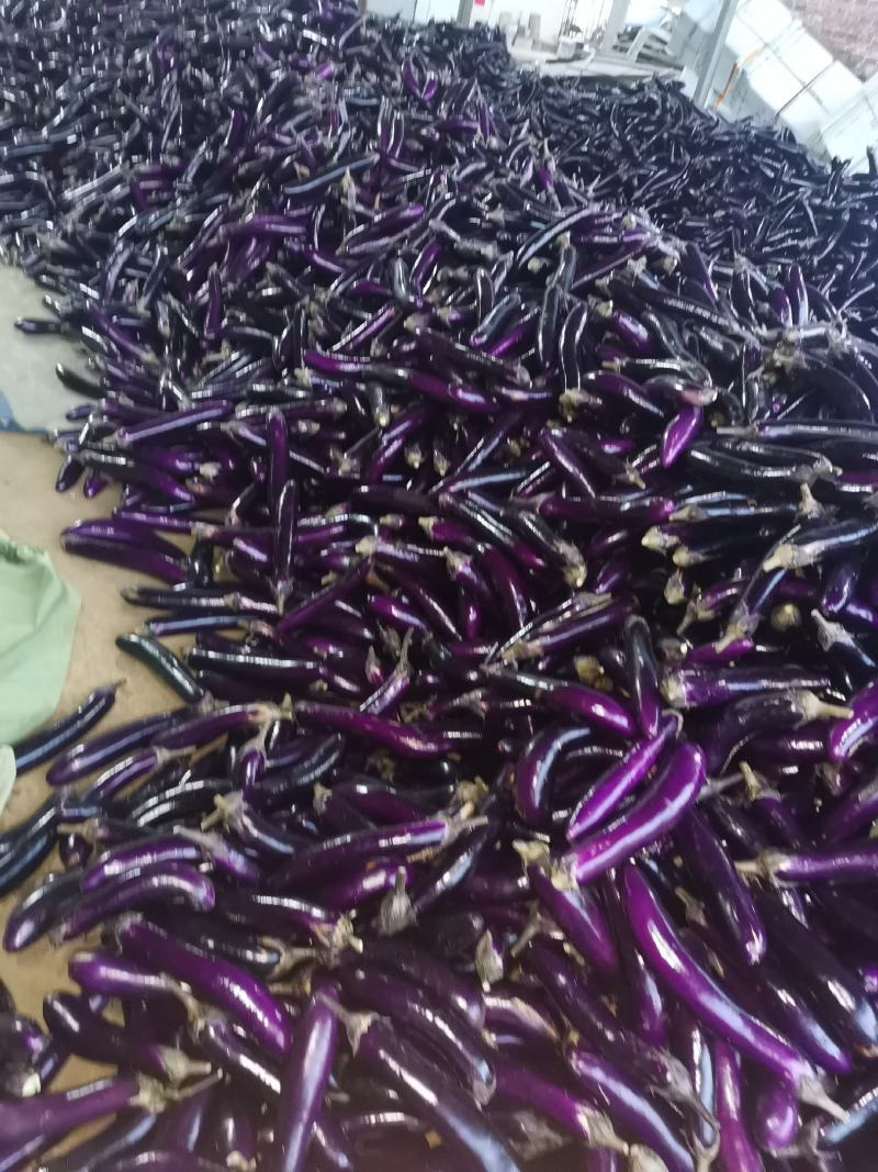广东茄子精品茄子长茄大量上市产地直发一手货源欢迎联系