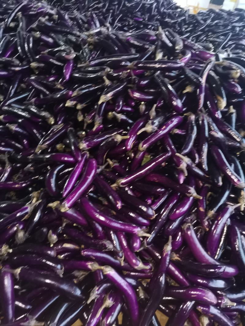 广东茄子精品茄子长茄大量上市产地直发一手货源欢迎联系