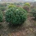 无刺枸骨新农村建设用苗房地产绿化行道风景植树造林占地用苗