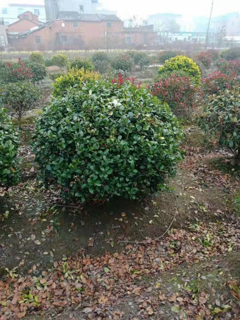 无刺枸骨新农村建设用苗房地产绿化行道风景植树造林占地用苗