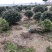 无刺枸骨新农村建设用苗房地产绿化行道风景植树造林占地用苗