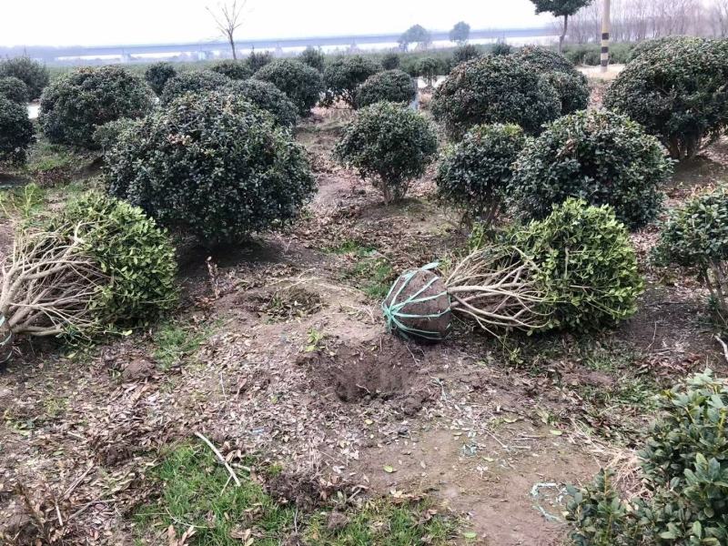无刺枸骨新农村建设用苗房地产绿化行道风景植树造林占地用苗