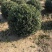 无刺枸骨新农村建设用苗房地产绿化行道风景植树造林占地用苗