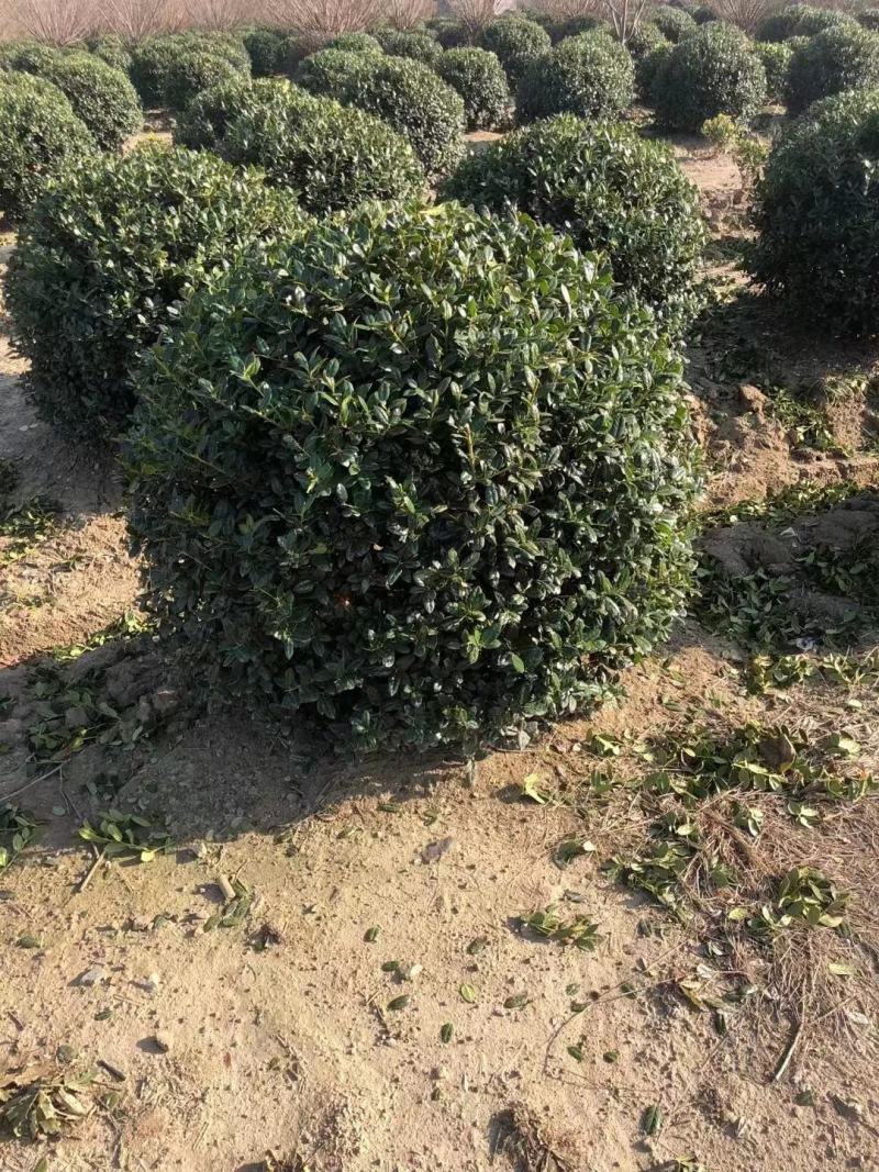 无刺枸骨新农村建设用苗房地产绿化行道风景植树造林占地用苗