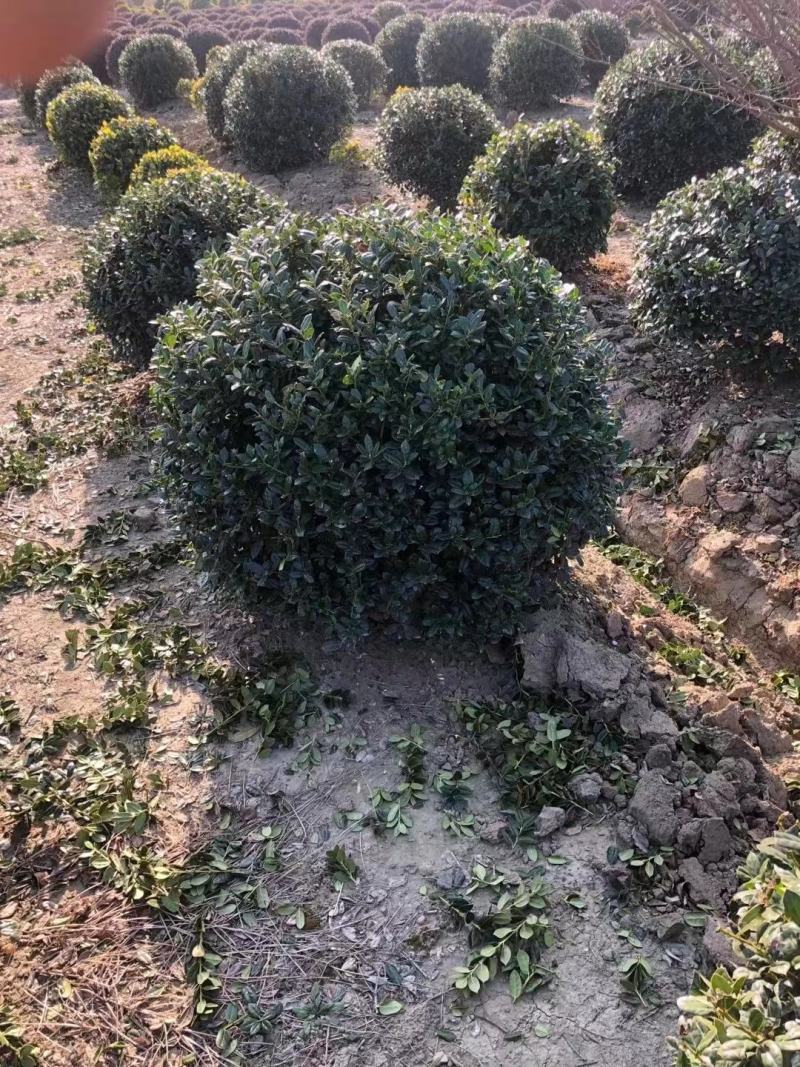 无刺枸骨新农村建设用苗房地产绿化行道风景植树造林占地用苗
