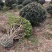 无刺枸骨新农村建设用苗房地产绿化行道风景植树造林占地用苗