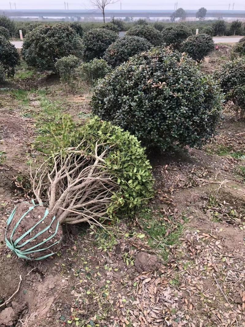无刺枸骨新农村建设用苗房地产绿化行道风景植树造林占地用苗