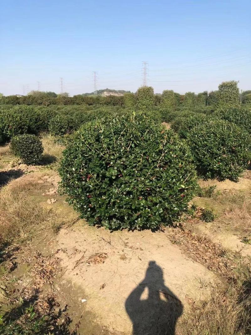 无刺枸骨新农村建设用苗房地产绿化行道风景植树造林占地用苗