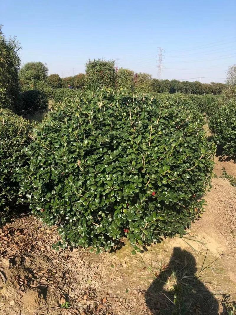 无刺枸骨新农村建设用苗房地产绿化行道风景植树造林占地用苗