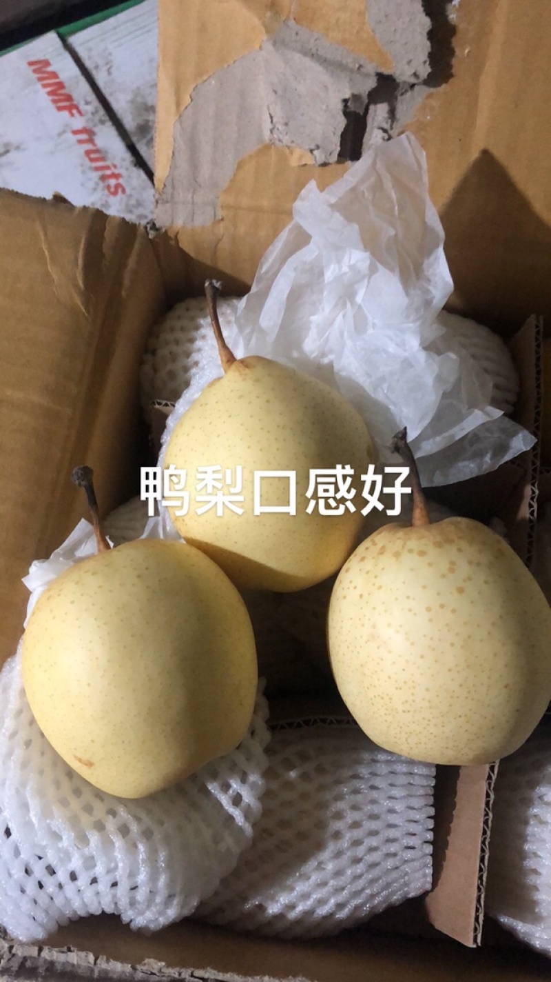 河北精品鸭梨产地直发品质保证一手货源量大从优