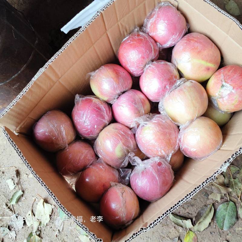 红富士苹果口感脆甜。皮薄多汁，表面蜡质色泽靓丽，
