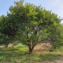 胡柚公园绿化行道风景新农村建设用苗房地产绿化市政工程植树