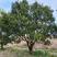 胡柚公园绿化行道风景新农村建设用苗房地产绿化市政工程植树