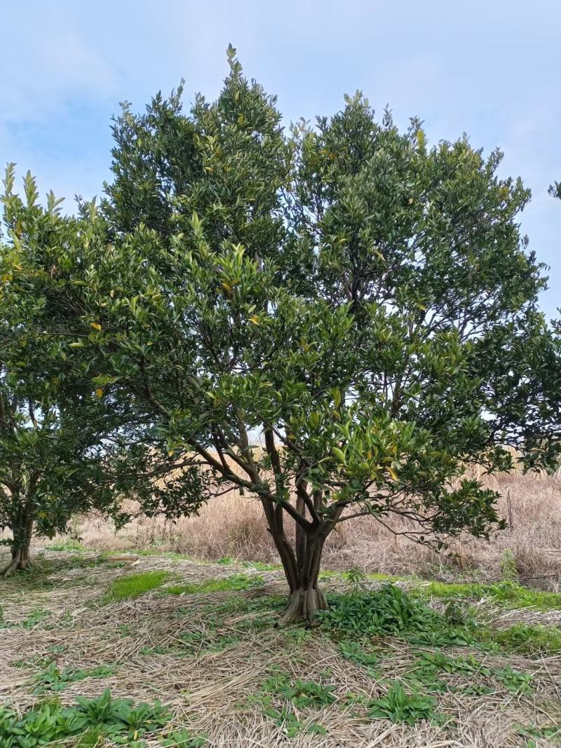 胡柚公园绿化行道风景新农村建设用苗房地产绿化市政工程植树