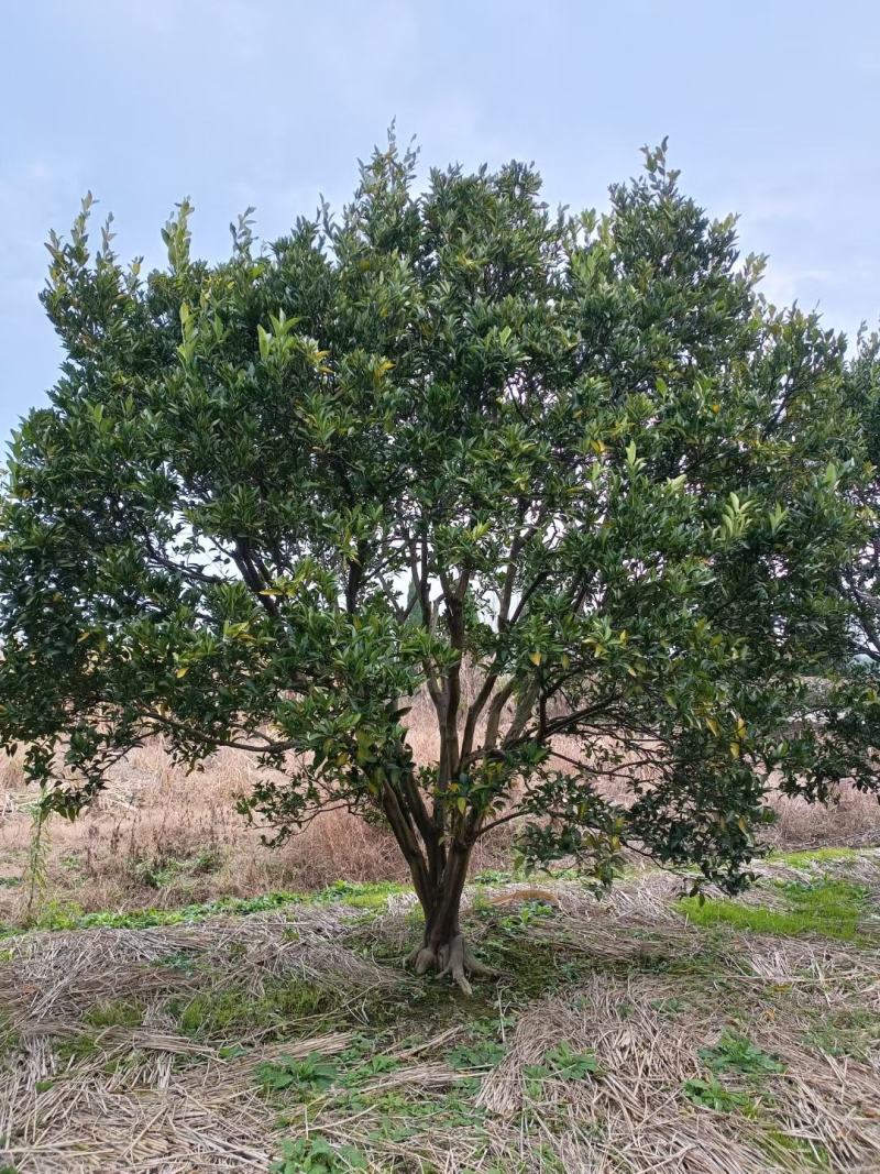 胡柚公园绿化行道风景新农村建设用苗房地产绿化市政工程植树