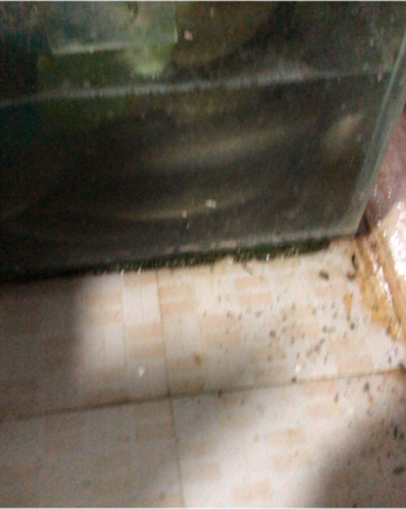 鳗鱼