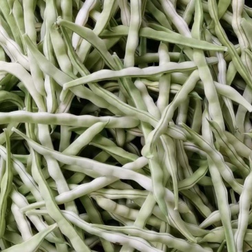 【山东芸豆】白不老芸豆九粒白芸豆产地直发量大从优