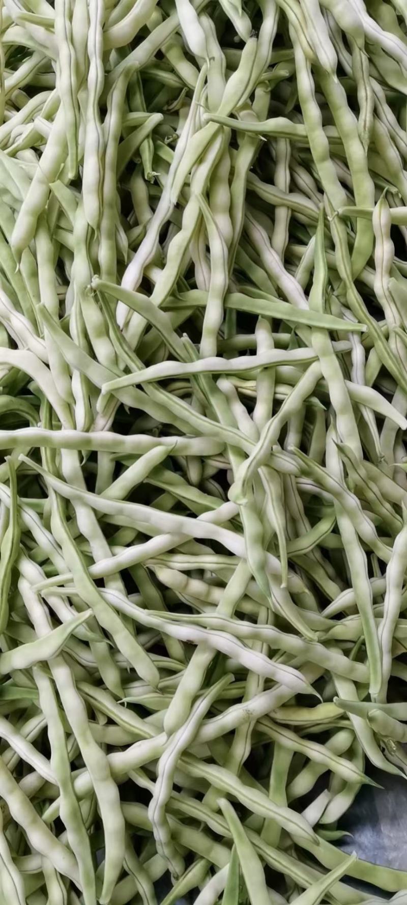 【山东芸豆】白不老芸豆九粒白芸豆产地直发量大从优