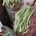 【山东芸豆】白不老芸豆九粒白芸豆产地直发量大从优