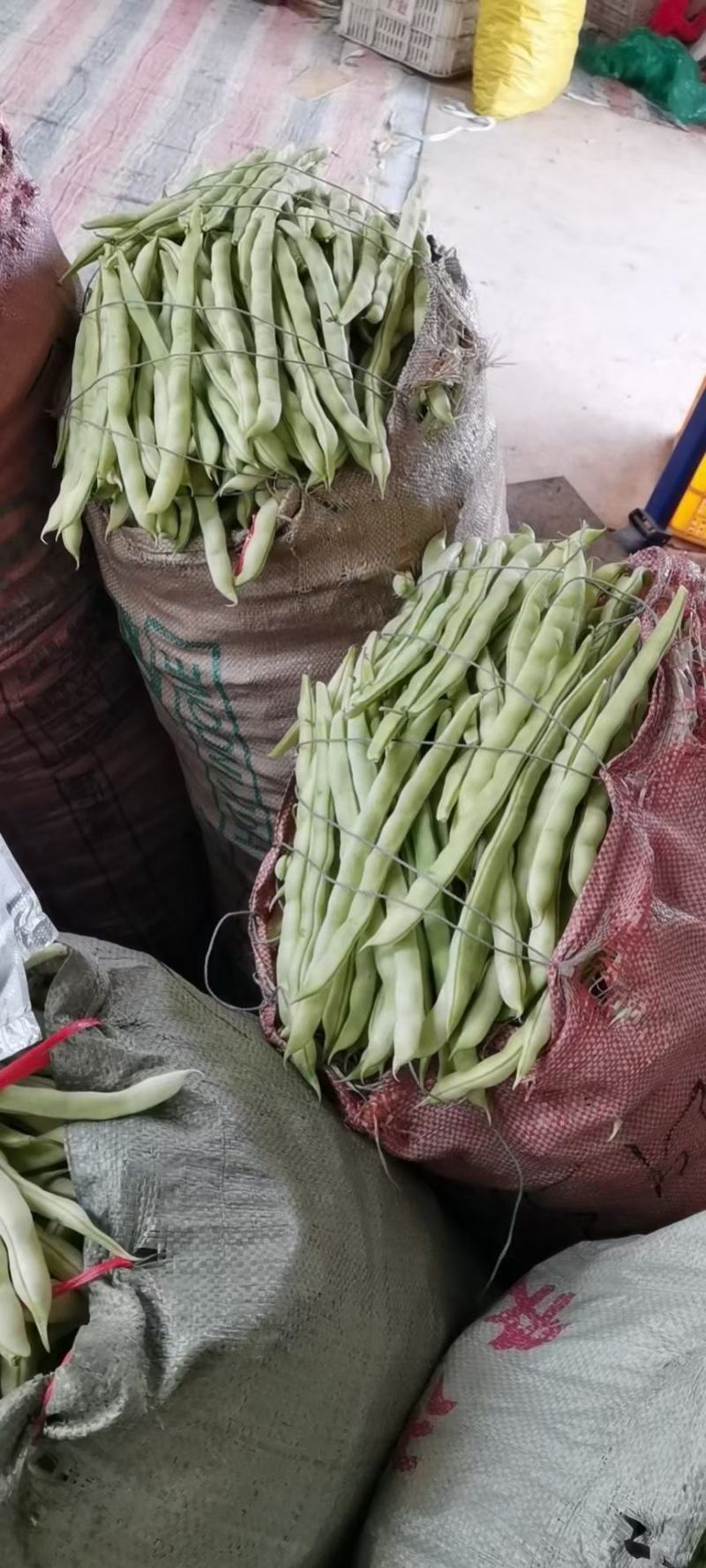 【山东芸豆】白不老芸豆九粒白芸豆产地直发量大从优