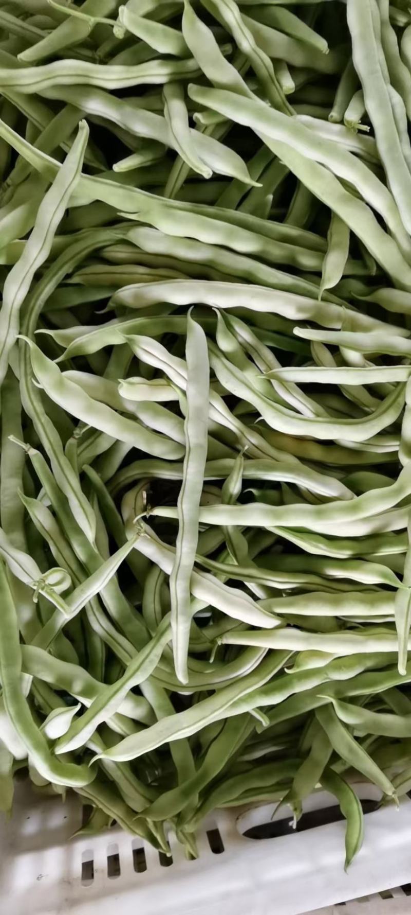 【山东芸豆】白不老芸豆九粒白芸豆产地直发量大从优