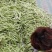 【山东芸豆】白不老芸豆九粒白芸豆产地直发量大从优