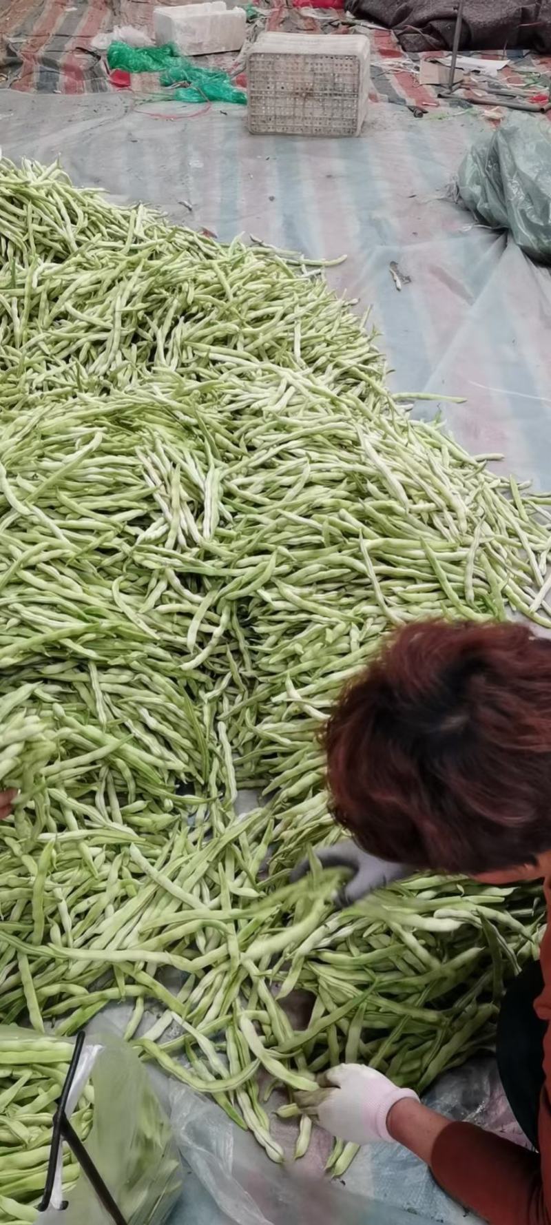 【山东芸豆】白不老芸豆九粒白芸豆产地直发量大从优