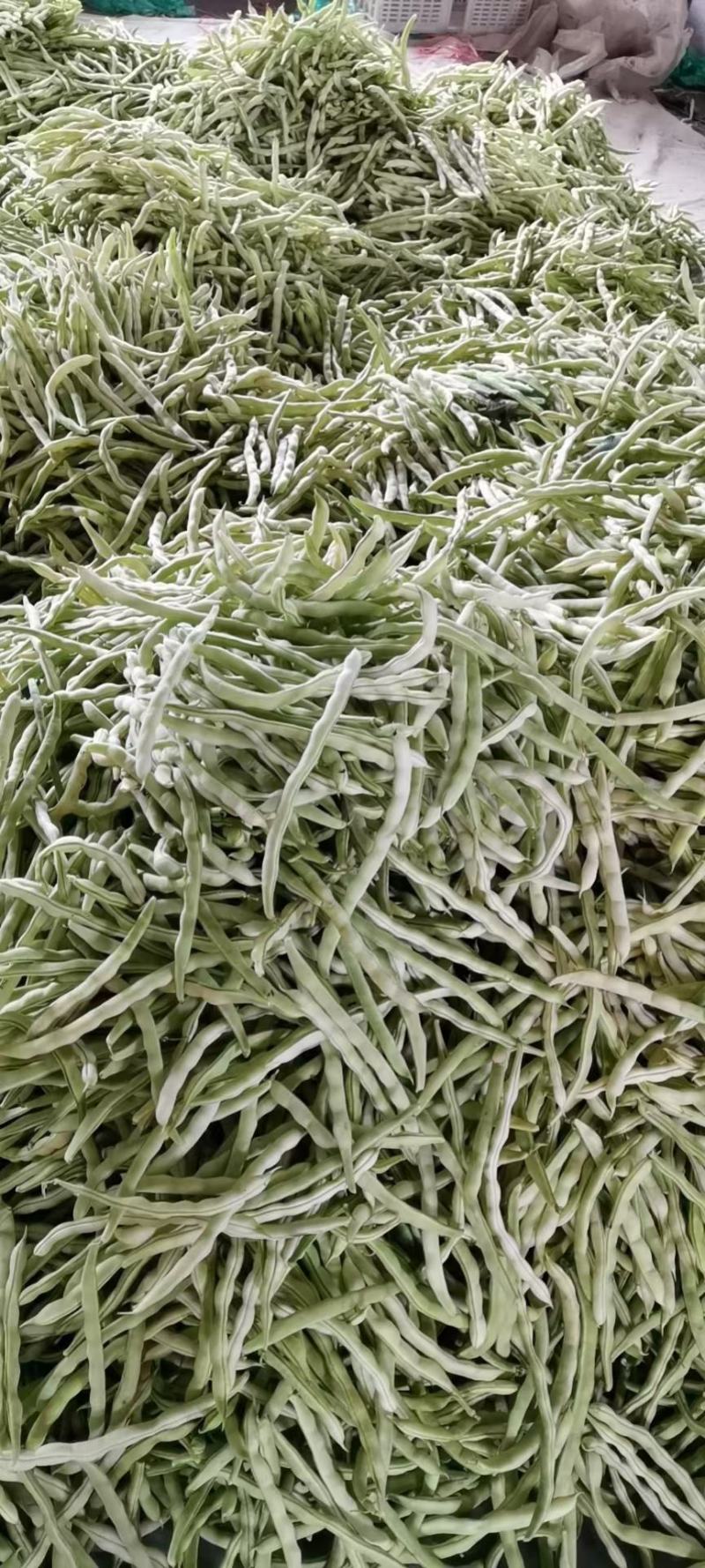 【山东芸豆】白不老芸豆九粒白芸豆产地直发量大从优