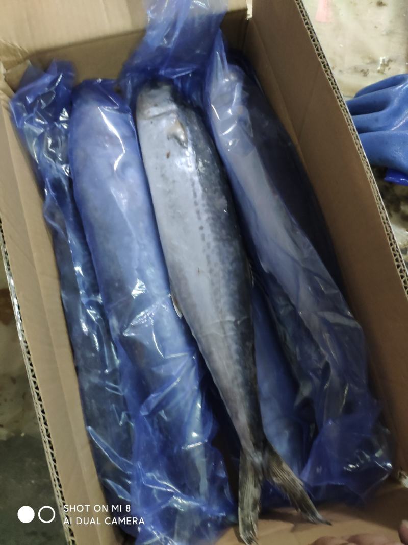 马鲛鱼，燕鲅，鲅鱼，渤海湾特产，味道鲜美，鲅鱼水饺，煎鲅