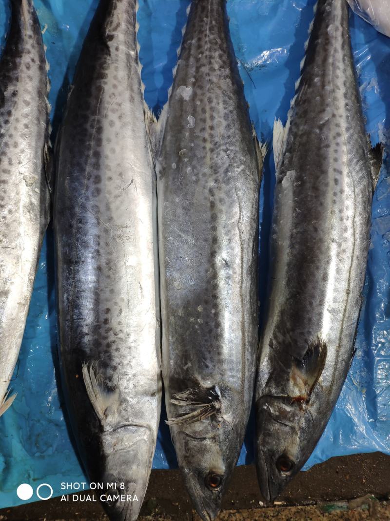 马鲛鱼，燕鲅，鲅鱼，渤海湾特产，味道鲜美，鲅鱼水饺，煎鲅