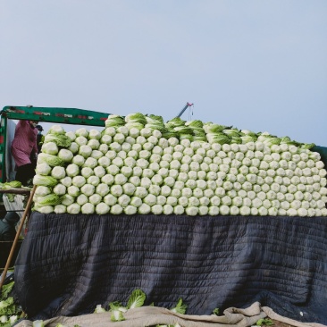 大白菜基地大量供应精品黄心大白菜精品大白菜大白菜供应