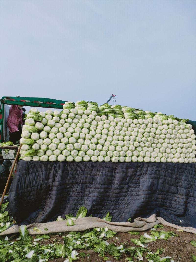 大白菜基地大量供应精品黄心大白菜精品大白菜大白菜供应