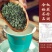 碧螺春茶叶2024新茶雨前碧螺春云雾高山绿茶明前春茶