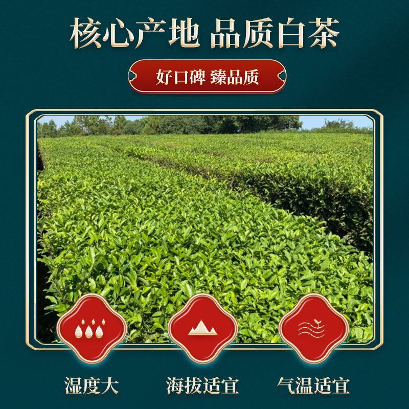 安吉白茶茶叶2024年新茶明前高山春茶罐装礼盒装包邮