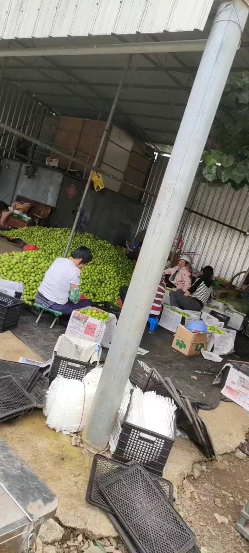 产地直销大青枣(清甜爽口，脆皮肉多)大量供应，质量从优