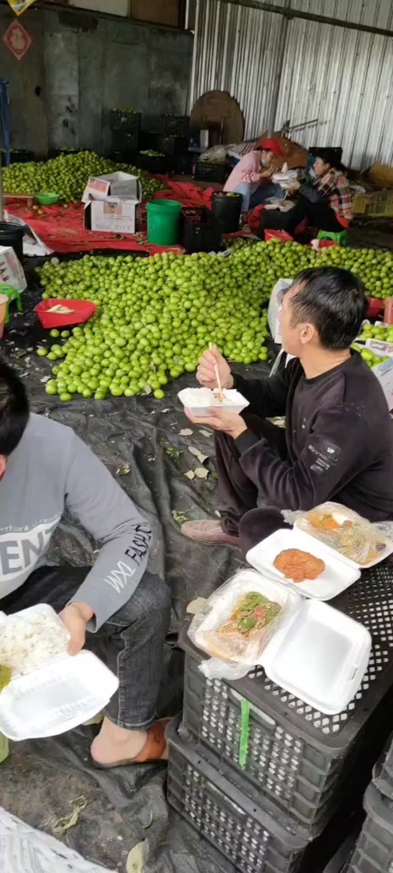 产地直销大青枣(清甜爽口，脆皮肉多)大量供应，质量从优