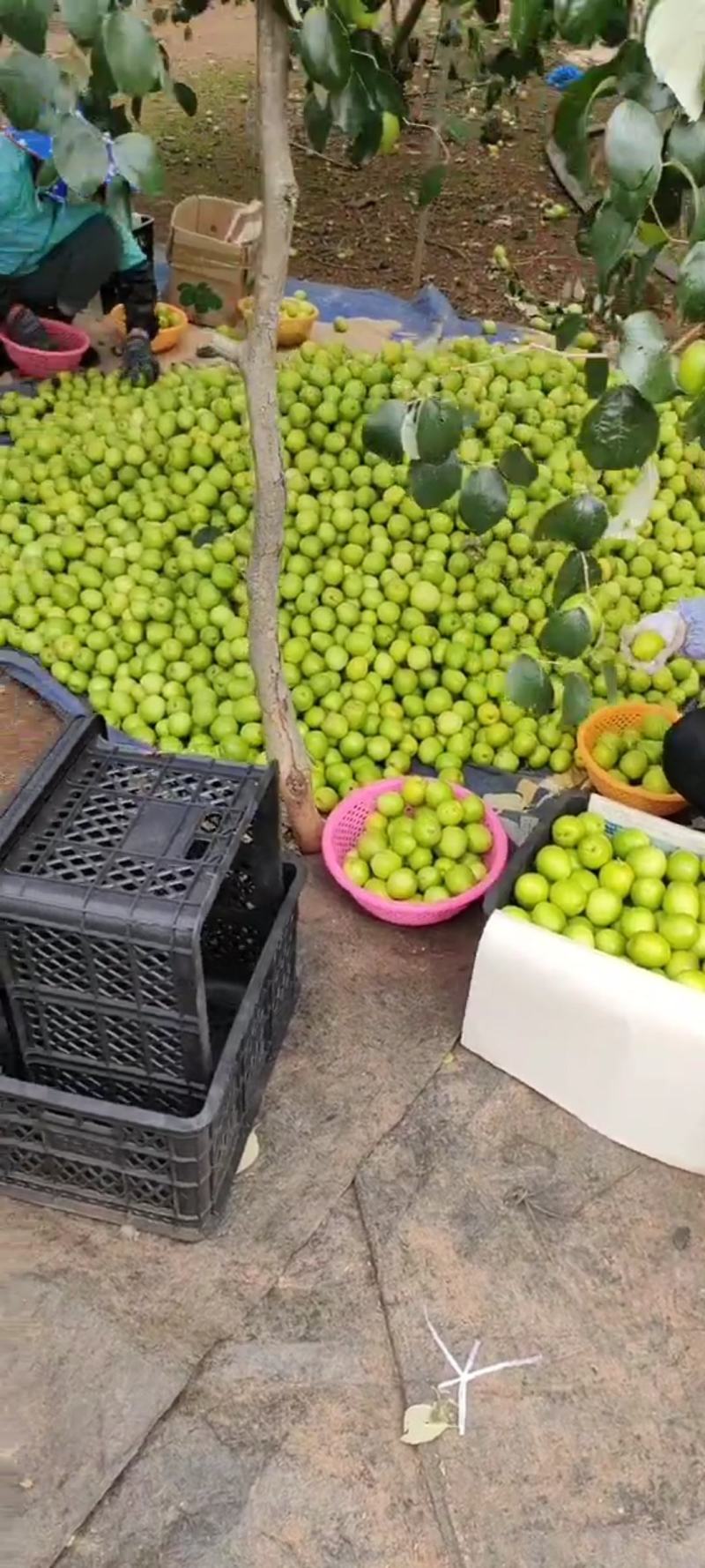 产地直销大青枣(清甜爽口，脆皮肉多)大量供应，质量从优