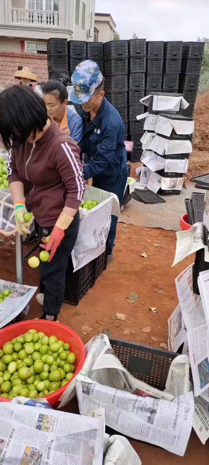 产地直销大青枣(清甜爽口，脆皮肉多)大量供应，质量从优