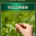 太平猴魁新茶绿茶嫩芽安徽黄山猴魁绿茶手工礼盒包邮