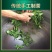 太平猴魁新茶绿茶嫩芽安徽黄山猴魁绿茶手工礼盒包邮