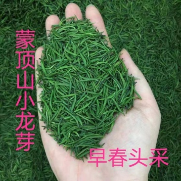 茶青新茶峨眉早春头采嫩芽茶叶绿茶浓香型特级川茶