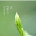茶青新茶峨眉早春头采嫩芽茶叶绿茶浓香型特级川茶