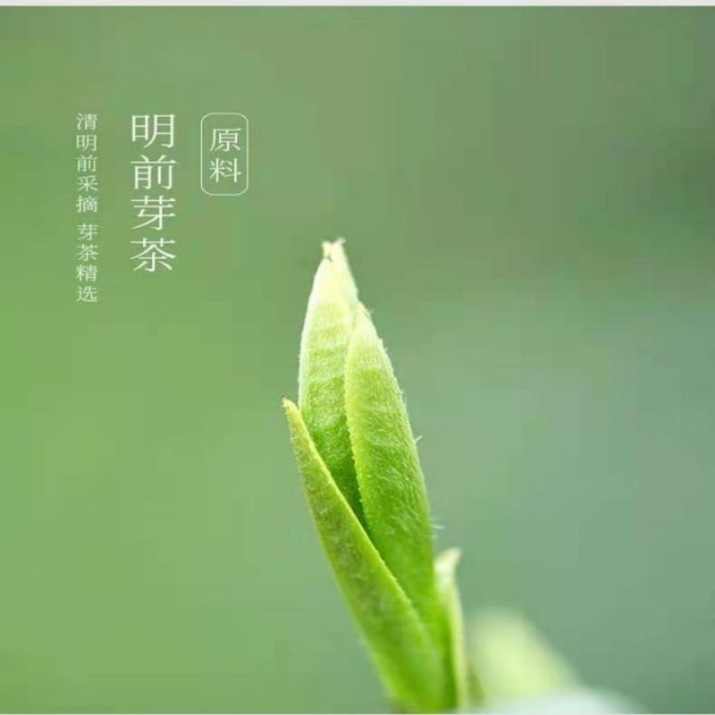 茶青新茶峨眉早春头采嫩芽茶叶绿茶浓香型特级川茶