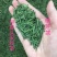 茶青新茶峨眉早春头采嫩芽茶叶绿茶浓香型特级川茶