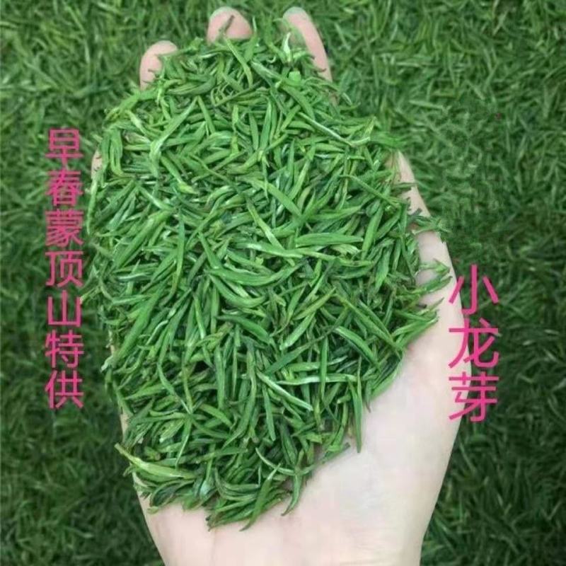 茶青新茶峨眉早春头采嫩芽茶叶绿茶浓香型特级川茶