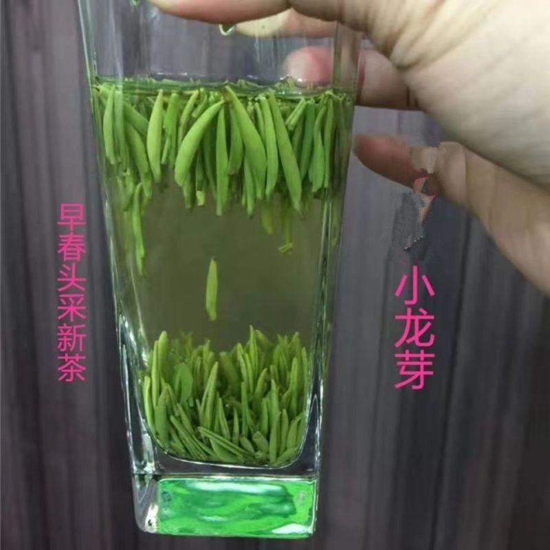 茶青新茶峨眉早春头采嫩芽茶叶绿茶浓香型特级川茶